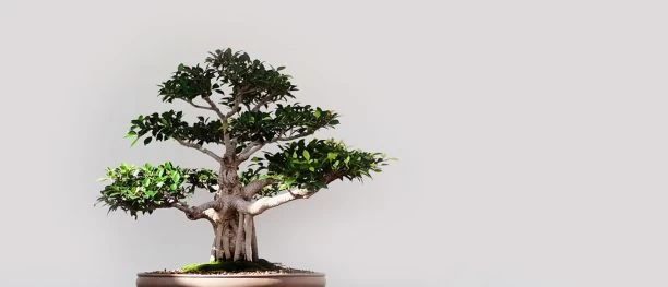 Bonsai Garden