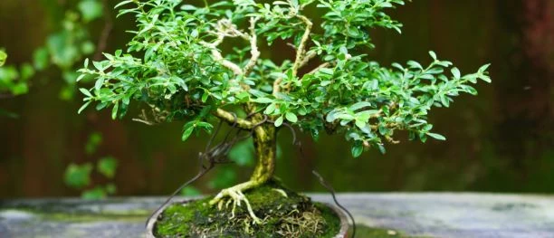 Bonsai Garden