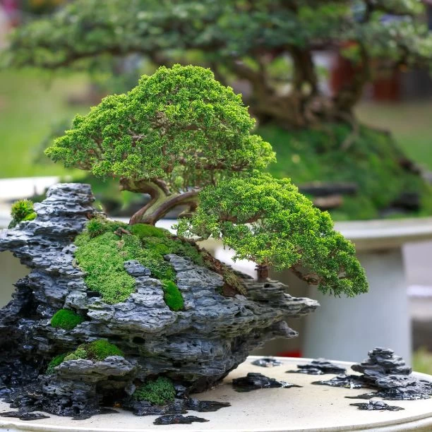 Bonsai Garden