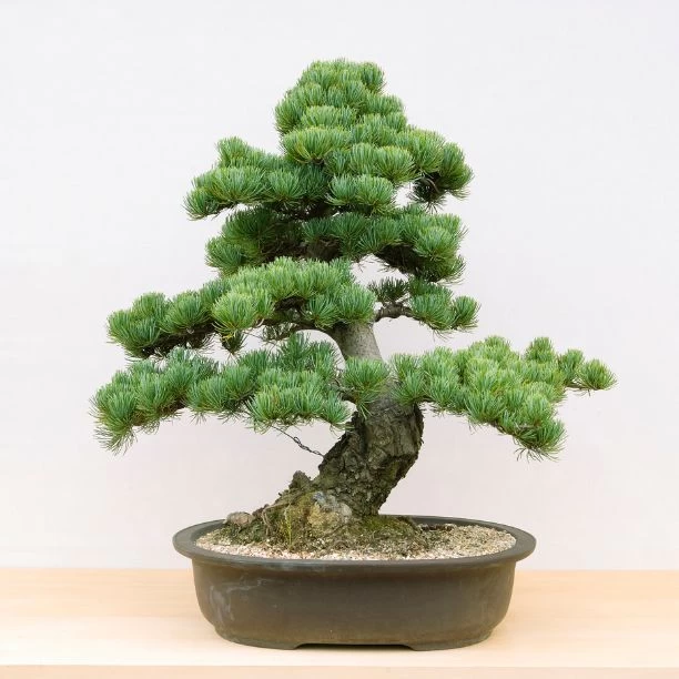 Bonsai Garden