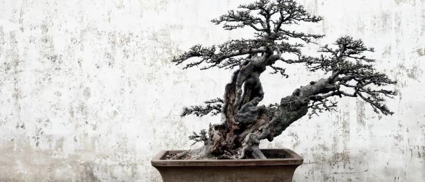 Bonsai Garden