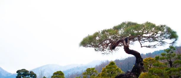 Bonsai Garden