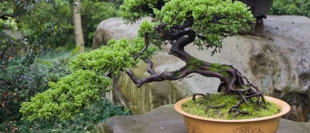 Bonsai Garden